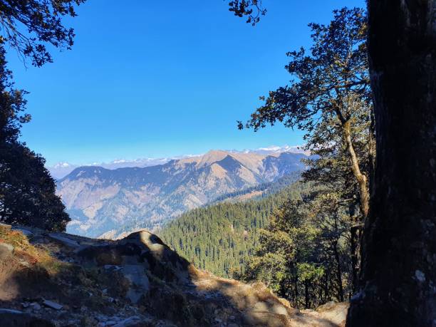 istock Forest of Himalayas with sunlight. 1384496677