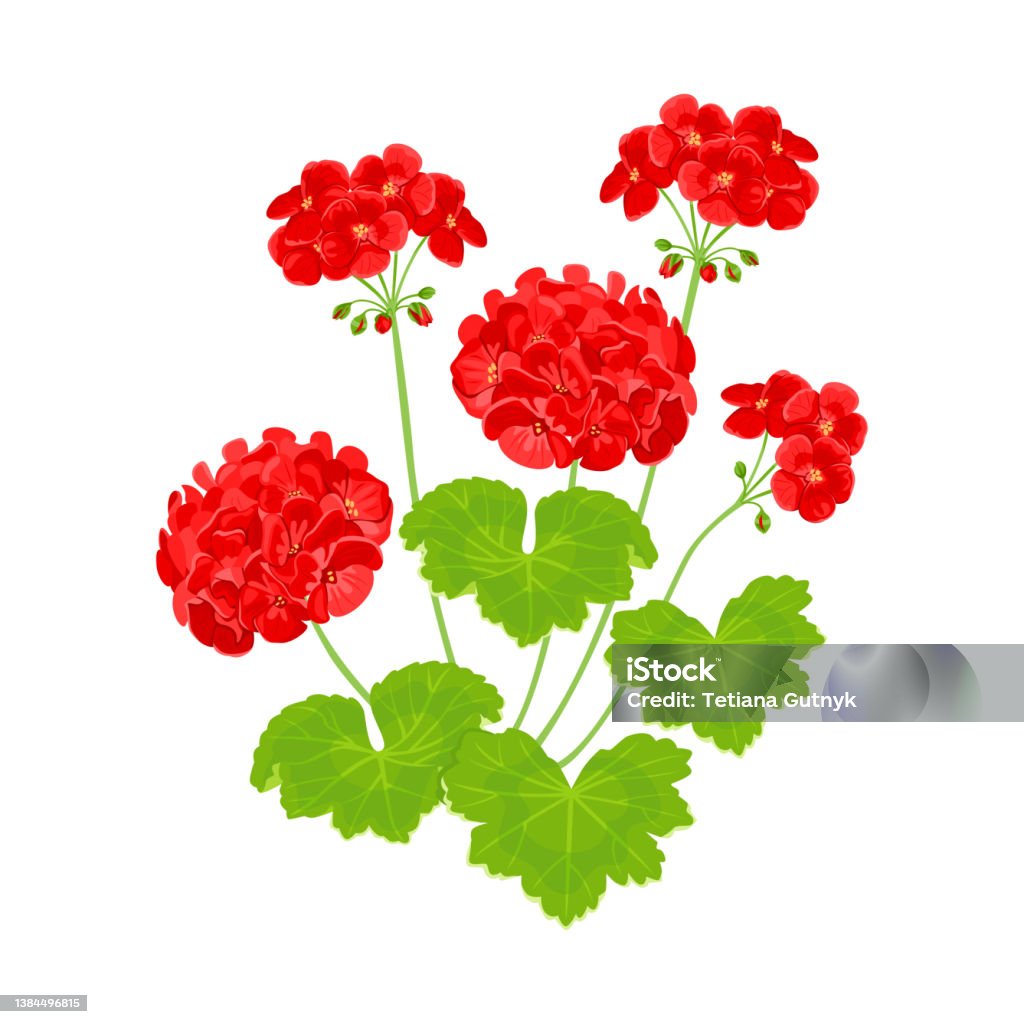 Vetores de Gerânio Vermelho Florescendo Isolado Em Fundo Branco Planta De  Jardim Vetorial Ilustração Plana De Lindas Flores e mais imagens de Gerânio  - Flor temperada - iStock