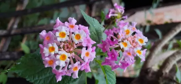 Lantana Camara also known as Common Lantana is a species of flowering plant. Its native place is central and south american tropics. But it is spread out from america to more than 50 countries.