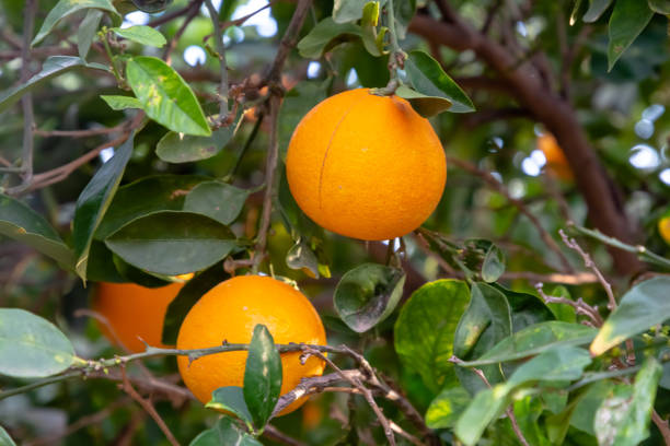 istock Ripe oranges grow on a tree among the foliage 1384498638