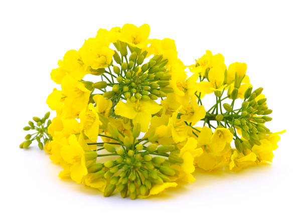 istock Mustard Flower blossom. 1384502960