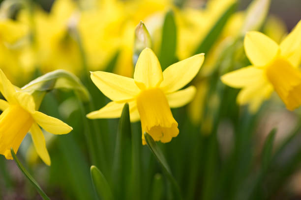 istock Daffodils flower in spring in the park 1384504691