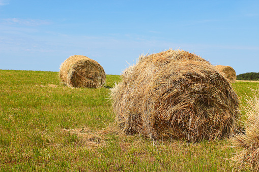 Rolls of hay in the field. Close-up. Background. Landscape.