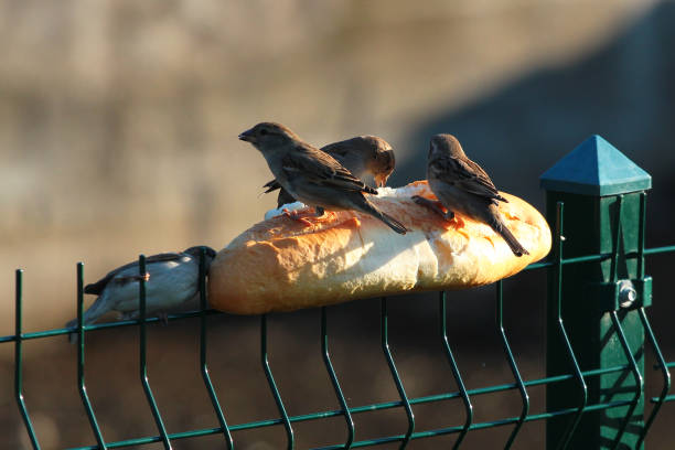 Feeding sparrows with a loaf of bread at winter time
