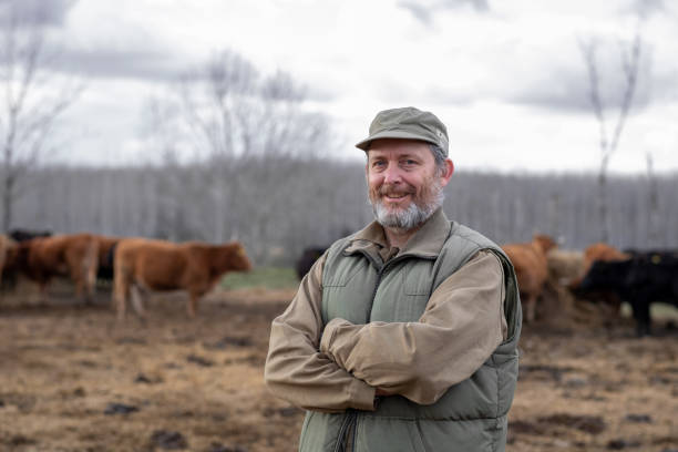 istock Eco farmer with folded arms in an organic farm with free range cows 1384517646