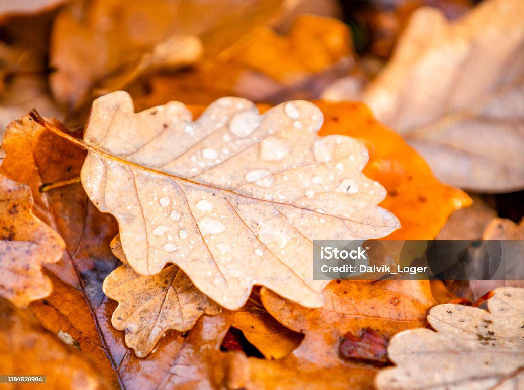 Colorful autumn close up Nice Sunny day after rain with colorful autumn leafs, close up for products background. Autumn Stock Photo