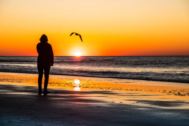 Sunset at the sea in spring. Sunset in beautiful orange colors on a soft sandy beach with calm waves. A person is walking on the beach and is accompanied by a seagull.