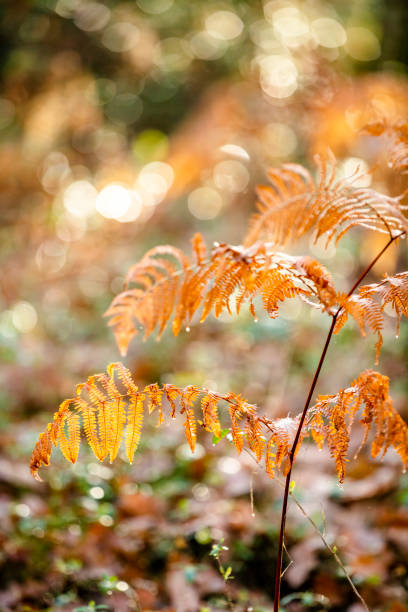 istock Colorful autumn close up 1384525931