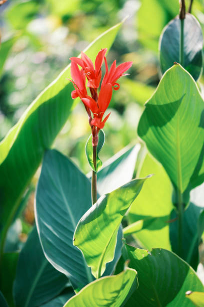 istock Beautiful Indian shot flower closeup 1384529546