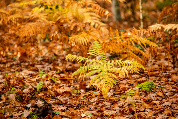 Nice Sunny day after rain with colorful autumn leafs, close up for products background.