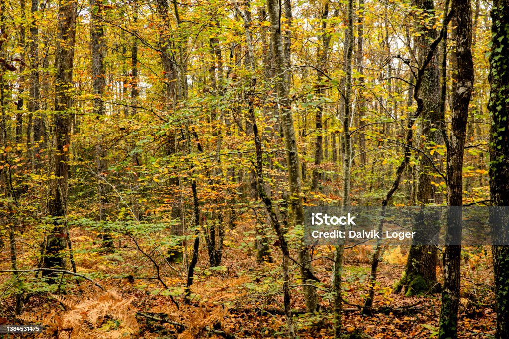 Colorful autumn forest context Nice Sunny day with colorful autumn leafs, image for background composition. Adventure Stock Photo