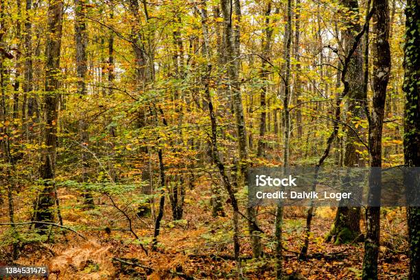 Colorful Autumn Forest Context Stock Photo - Download Image Now - Adventure, Autumn, Backgrounds