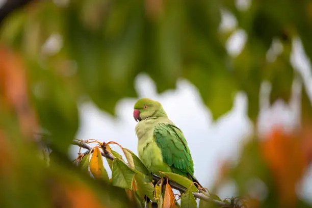 Ring-necked parakeet bird sitting on a tree