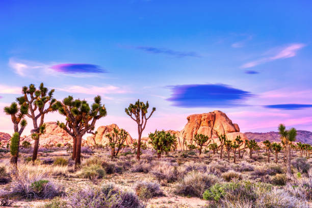 Joshua Tree National Park Landscape at Sunset, California Joshua Tree National Park Landscape at Sunset, California, USA palm springs california stock pictures, royalty-free photos & images