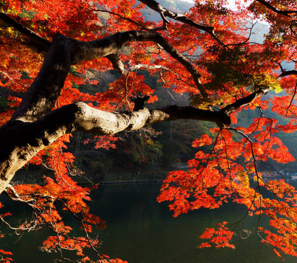 istock Arashiyama, Japan pictures 1384534522