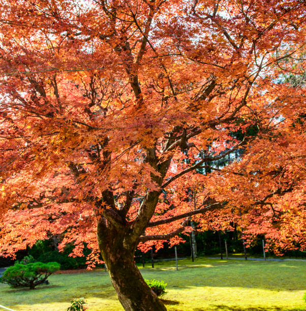 istock Arashiyama, Japan pictures 1384535089
