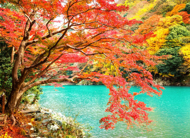 istock Arashiyama, Japan pictures 1384535197