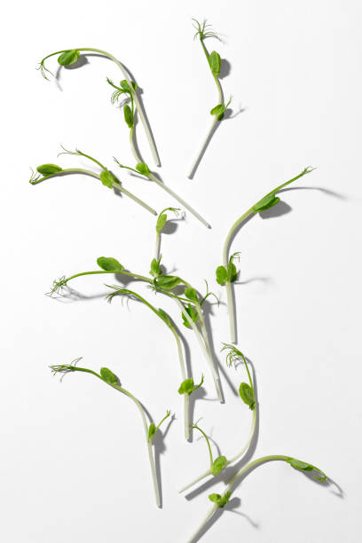 istock Young pea plant grown as micro green, isolated on white 1384536254