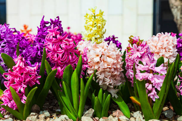 istock Blooming multi-colored hyacinths on a sunny day. 1384540476
