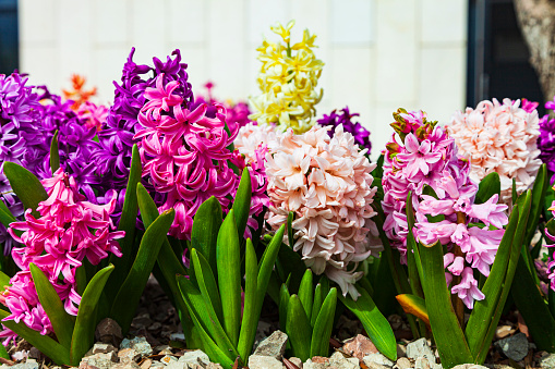 Hyacinth in close up