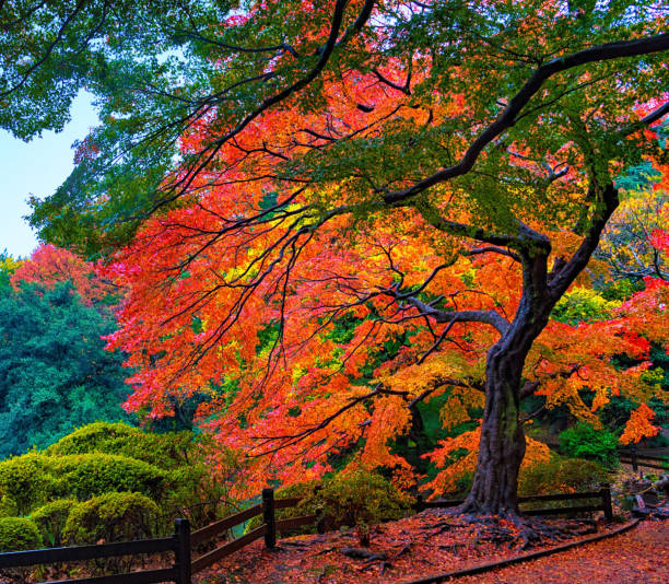istock Autumn Japan pictures 1384540482