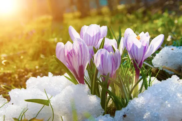 Blooming crocuses on a sunny day. Spring flowers in the snow.