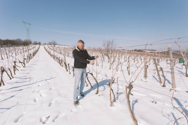 Vineyard covered with snow Vineyard in winter. Farmer inspecting plants. bare tree snow tree winter stock pictures, royalty-free photos & images