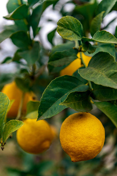 istock Close-up of yellow ripe lemons on tree branch 1384554375