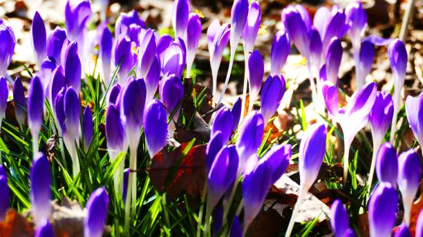 istock The colours of spring 1384554472