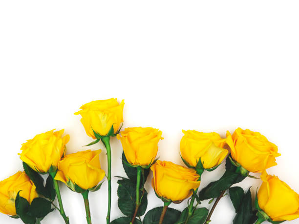 istock Beautiful abstract pattern with yellow roses  on white background. Nature background.  Natural background. Minimal floral card. Flower pattern. 1384555784