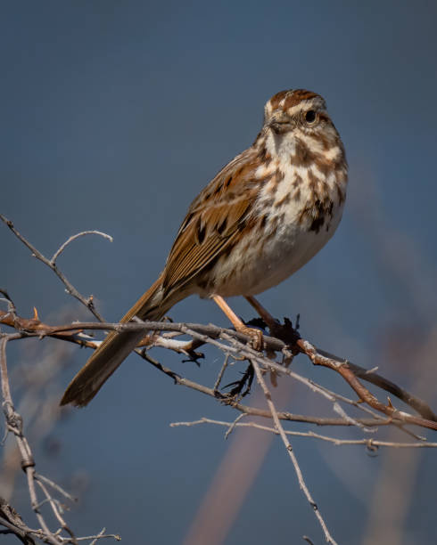 istock Sparrow bird in the branches 1384558226