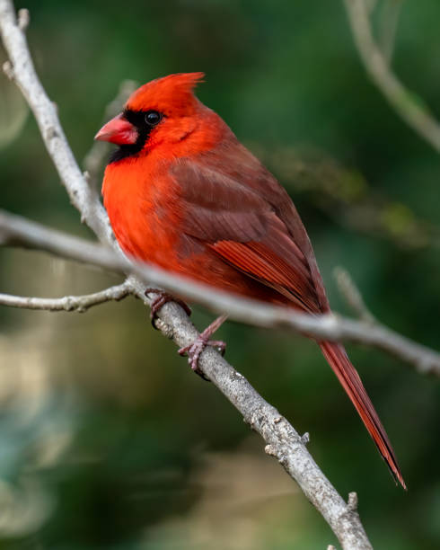 istock Big Male Red Cardinal Bird 1384558264