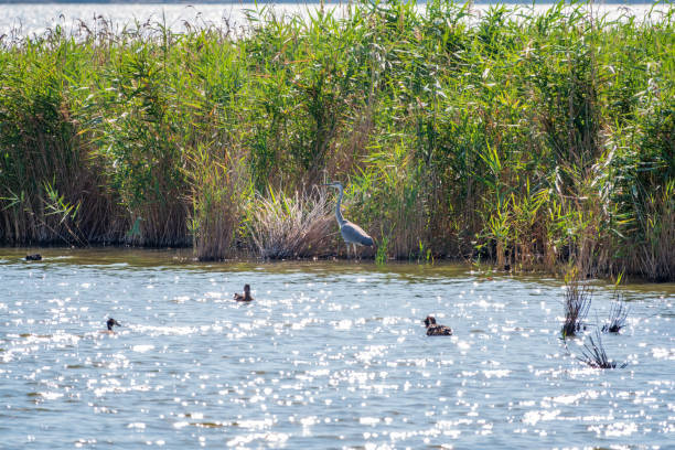 istock The grey heron stands in the lake 1384564734
