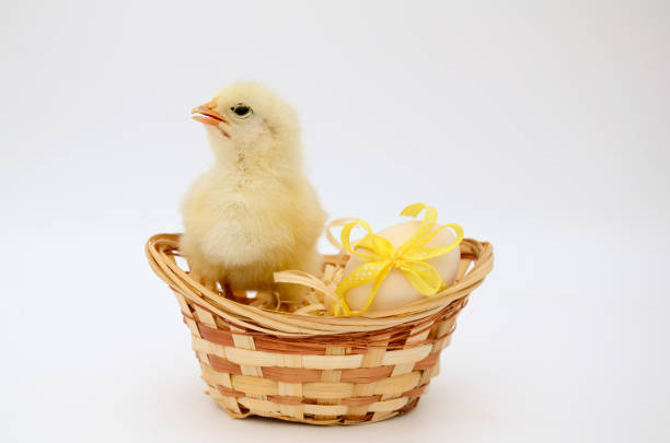 One small fluffy newborn chick, egg with yellow bow in basket on white background with copy space. Concept of Easter holiday, birthday, newborn, home, poultry farm.