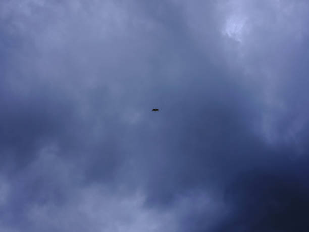 istock A lonely bird fly under thick rainclouds in Madagascar, Africa. 1384567834