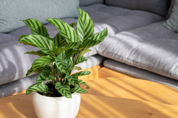 Calathea Freddie (Calathea concinna) plant in modern interior house