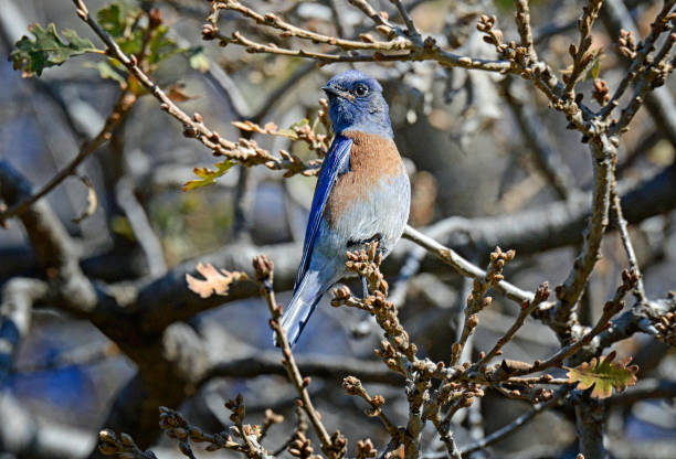 istock Male Western Bluebird Surrounded by Oak Branches 1384572627