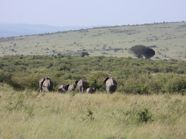 istock Herd of African elephants 1384575975