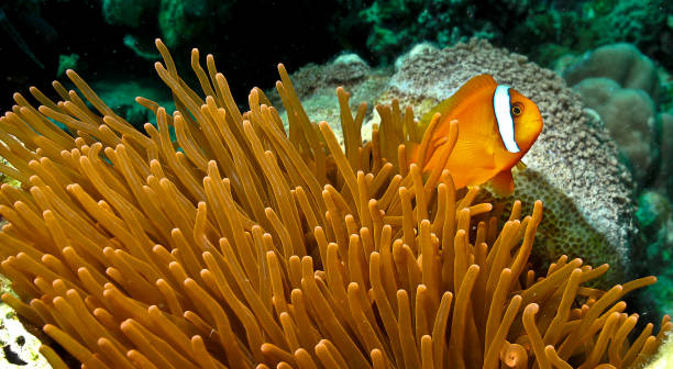 istock Clown fish defends his anemone 1384576077