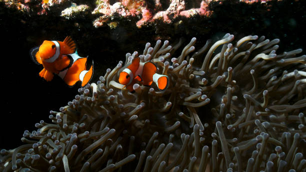 istock Clownfish and sea anemone 1384576111