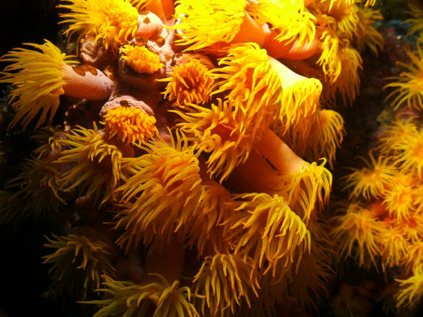 marguerites de mer (parazoanthus axinellae) - crinoid photos et images de collection