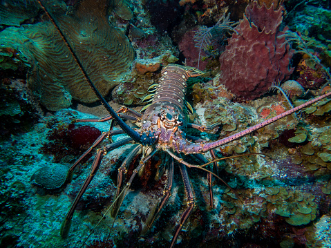 A large lobster approaches the diver in the Caribbean waters of Cayo Largo