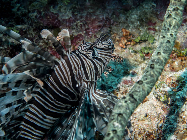 istock Lionfish, also known as Scorpionfish, in Caribbeab sea 1384576271