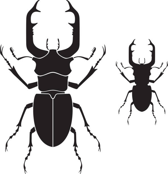 ilustraciones, imágenes clip art, dibujos animados e iconos de stock de ciervo escarabajo bicho blanco y negro - silhouette stag beetle beetle insect