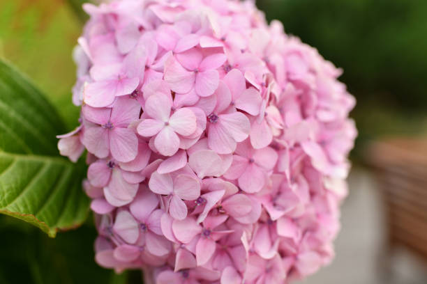 istock A pink hydrangea flowers, Bloom Hortensia flower 1384582621