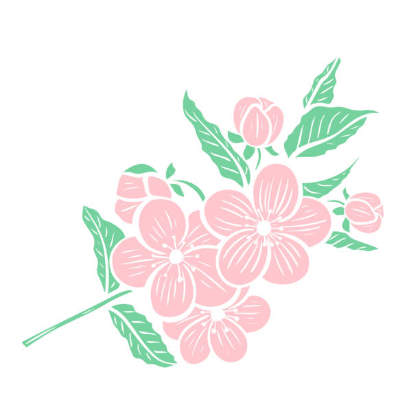 Flowering tree branch isolated object Flowering tree branch isolated object. Twig with delicate pink flowers and leaves. Flowering of apple, sakura, almond, peach and other fruit trees. Vector flowering plum stock illustrations