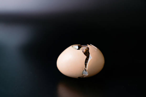 isolado o pintinho está chocando de dentro do ovo, fundo preto., caminhos de recorte. - hatching - fotografias e filmes do acervo