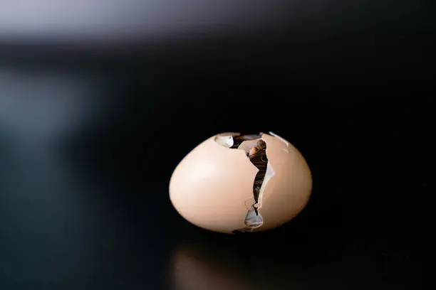 Isolated the little chick is hatching from inside the egg, black background., Clipping Paths.
