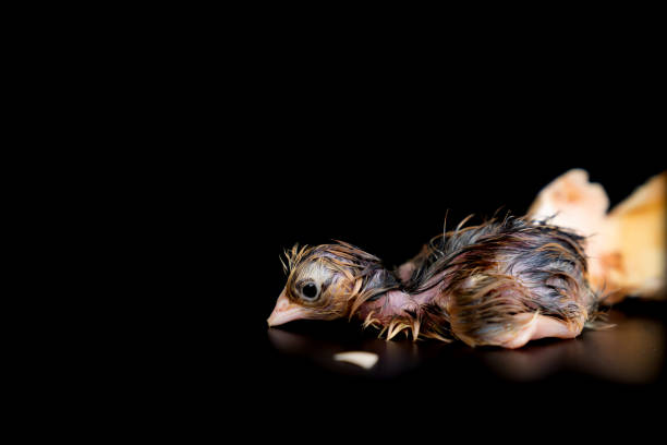 The 1st minute of Black Brown Chick hatches from egg on black background.