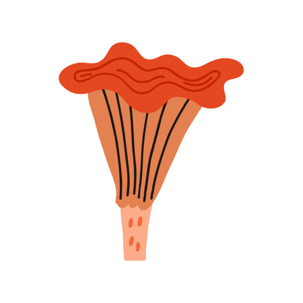 ilustrações, clipart, desenhos animados e ícones de cogumelo chanterelle vermelho - mushroom edible mushroom red botany